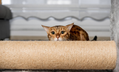 Bengal cat during the game hides behind a scratching post in the room.の写真素材