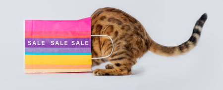 Cat in a colored paper bag with the inscription SALE isolated on a white background.の写真素材