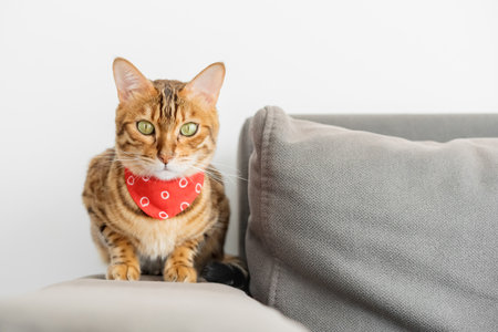 Bengal cat with a scarf around his neck sits on the sofa in the room.