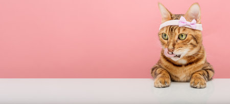 A Bengal cat in a pink rim licks its lips against the background. copyspace.の写真素材