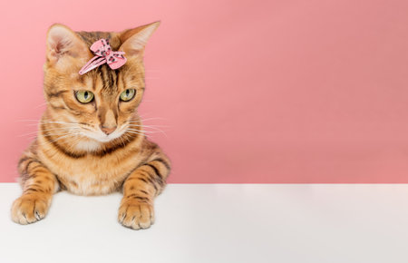 Beautiful Bengal cat with a hairpin on her head on the background. copyspace.の写真素材