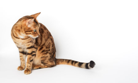 Cute bengal cat on a white background. Happy cat isolated. cute pet.の写真素材