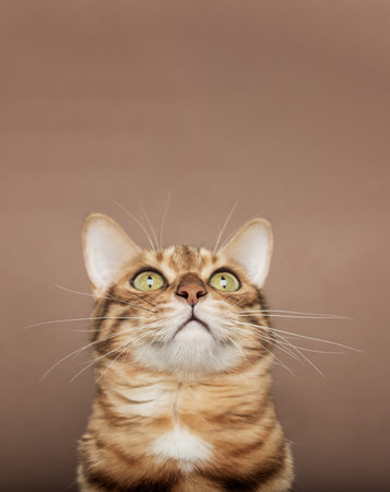 Funny muzzle of a Bengal cat on a brown background. The pet is isolated on the background. copyspace.の写真素材
