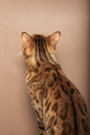 Bengal cat on a brown background. view from the back. The pet is isolated on the background.
