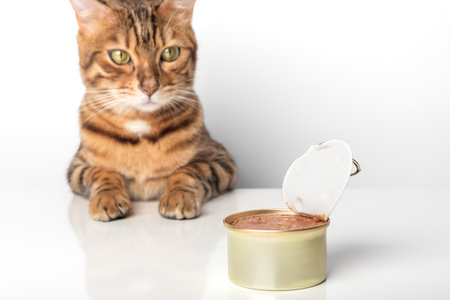 Open tin with cat food on a white background and a cat. selective focus.の写真素材