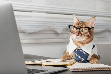 Charming cat in glasses working with a laptop. Freelancer working from home during quarantine.の写真素材