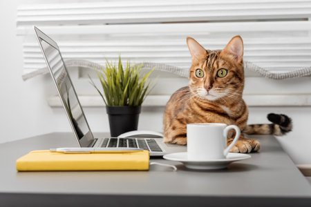Bengal cat at the table while working on a laptop, a table with a cup of coffee and a notepad. Funny red cat in the home office.の写真素材