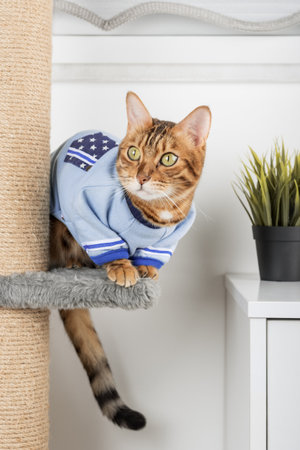 Adorable Bengal cat in a sweater on a scratching post.の写真素材