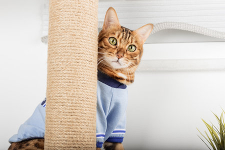Domestic cat in clothes plays with a cat tree at home.の写真素材