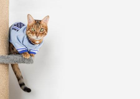 Adorable Bengal cat in a sweater on a scratching post. copyspace.