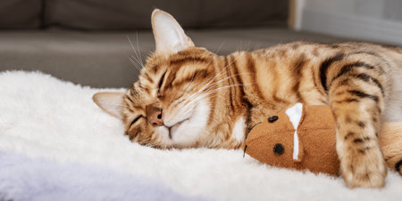Bengal cat and soft toy sleep together. Pets. animal care. love and friendship.の写真素材