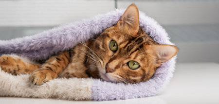 A cute cat wrapped in a knitted sweater lies at home. Warm and cozy winter.