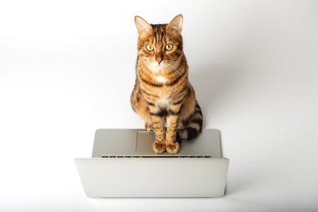 Beautiful Bengal cat with a gray laptop on a white background.の写真素材