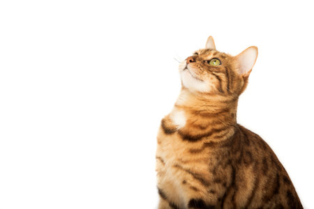 The head of a Bengal cat looking up with interest on a white background.の写真素材