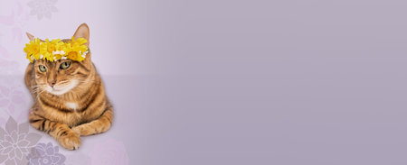 Cute ginger cat with a flower wreath on a purple background.の写真素材