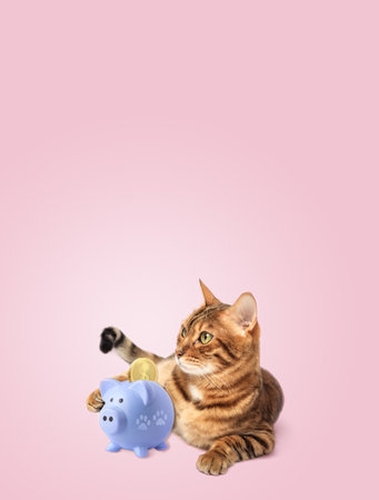 Funny cat with a blue piggy bank on the background. copyspace.の写真素材