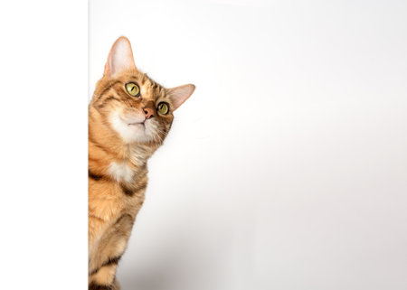 Funny cat peeks out from behind the wall. copyspace.の写真素材
