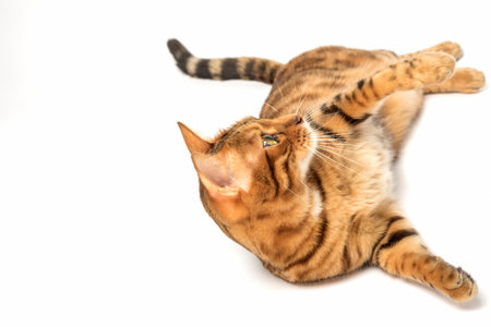 A beautiful Bengal cat lies resting on a white background.の写真素材