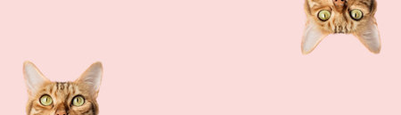 Beautiful funny bengal cat peeks out from behind a pink table with copy spaceの写真素材