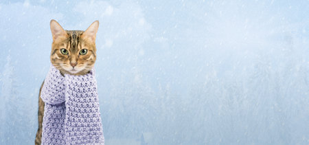 Portrait of a Bengal cat in a knitted scarf. The cat sits outside in the snow in winter during a snowfall. copyspace.の写真素材