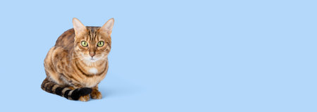 Bengal cat in full length cut out on a colored background. copyspace.