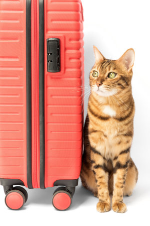 Bengal cat and red suitcase isolated on white background.の写真素材