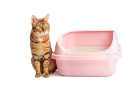 A Bengal cat sits next to a plastic toilet with bentonite filling. Animal on a white background, toilet training.の写真素材