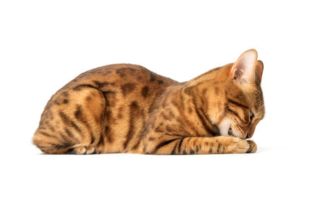 Brown tabby cat washes his face on a white background. side view.の写真素材