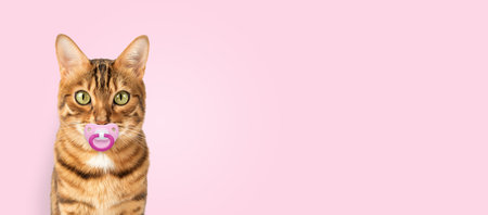 Bengal cat with a pacifier on a pink background. Copy space.の写真素材