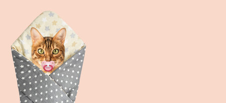 Funny red cat with a pacifier wrapped like babies. Copy space.の写真素材