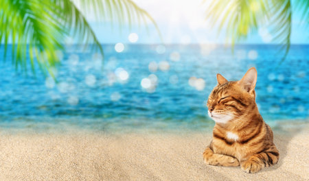 Cute bengal cat on a white background with closed eyes. Sleeping cat isolated. cute pet.の写真素材