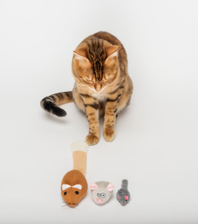 Bengal cat and three multicolored plush mice. pet entertainment.の写真素材