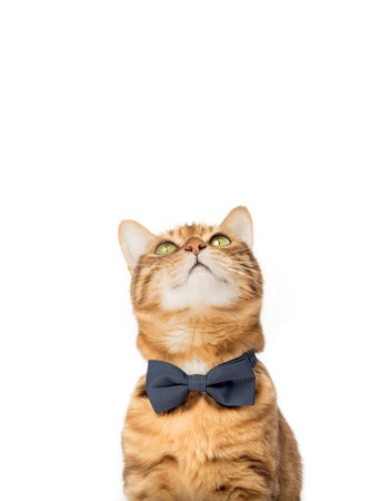 Cute elegant red cat sits in a bow tie on a white background. Copy space.の写真素材