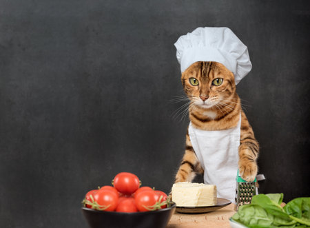 Bengal cat is preparing food. cat cook. Copy space.の写真素材