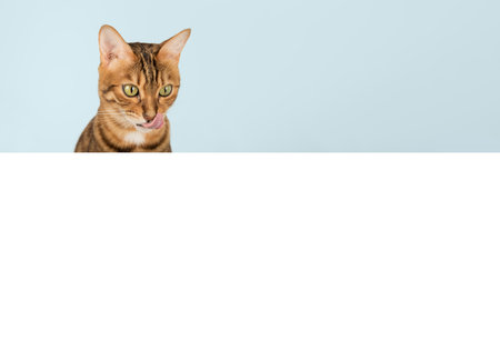 Funny hungry bengal cat licks his lips. Isolated on background. Copy space.の写真素材