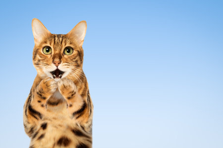 Surprised cat covering his mouth with his paws on a blue background. Copy space.の写真素材