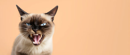 Siamese cat with an angry expression on an orange background. Copy space. Generative AI.の素材