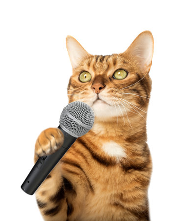 Cute kitten holding a microphone, isolated on white background.の写真素材