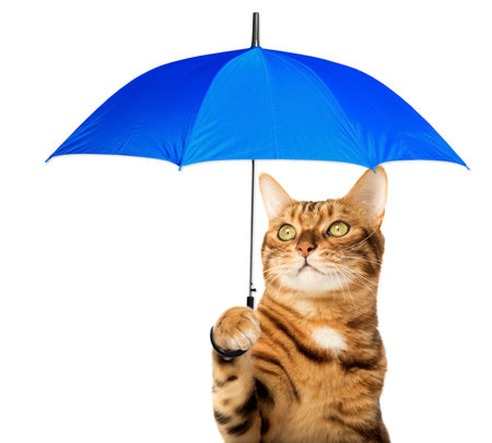 Red Bengal cat with a colorful umbrella on a white background.の写真素材