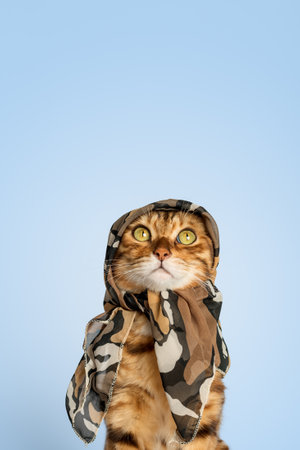 Funny cat in a summer scarf against a blue wall. Copy space.の写真素材