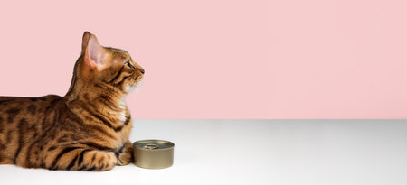 Bengal cat and a can of wet food on a pink background. Copy space.の写真素材