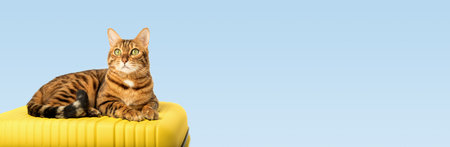 A Bengal cat lies on a yellow suitcase. Copy space.の写真素材