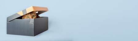 A red cat is hiding in a box. Copy space.の写真素材