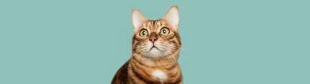 Funny face of a Bengal cat on a colored background. Copy space.