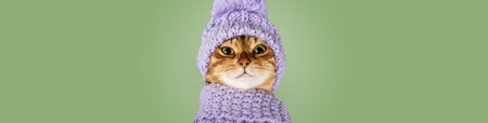 Cute Bengal cat in a scarf and hat close-up on a green background. Copy space.の写真素材