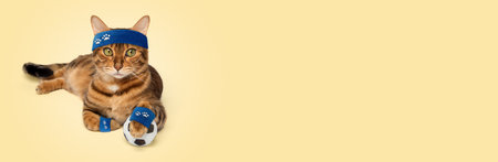 The cat is a fitness trainer, a sports cat with dumbbells and a ball on a yellow background. Copy space.の写真素材