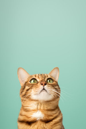 A satisfied Bengal cat looks up against the background of a colored wall. Copy space.の写真素材