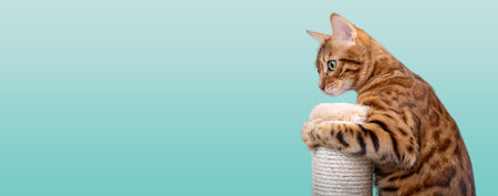 Bengal cat plays with a scratching post on a green background. Accustoming a cat to a scratching...