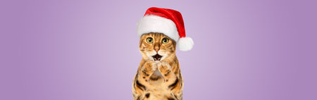 Bengal cat wearing Santa hat, Christmas concept, purple background. Copy space.の写真素材