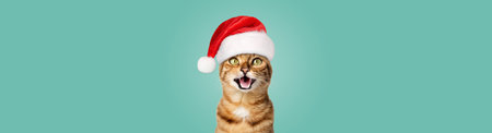 A joyful cat in a Santa hat smiles. Christmas cat isolated on green background.の写真素材